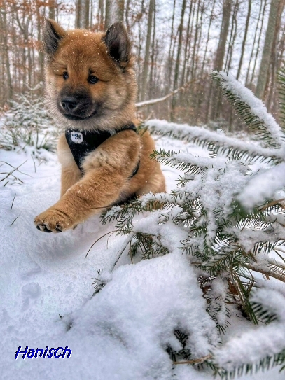 20.1.2022 - Bobby im Schnee